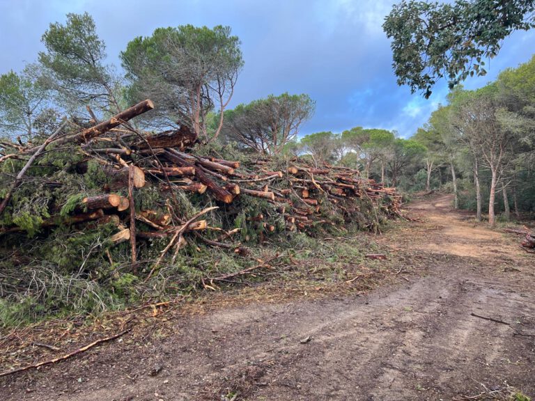 Bosque con biomasa